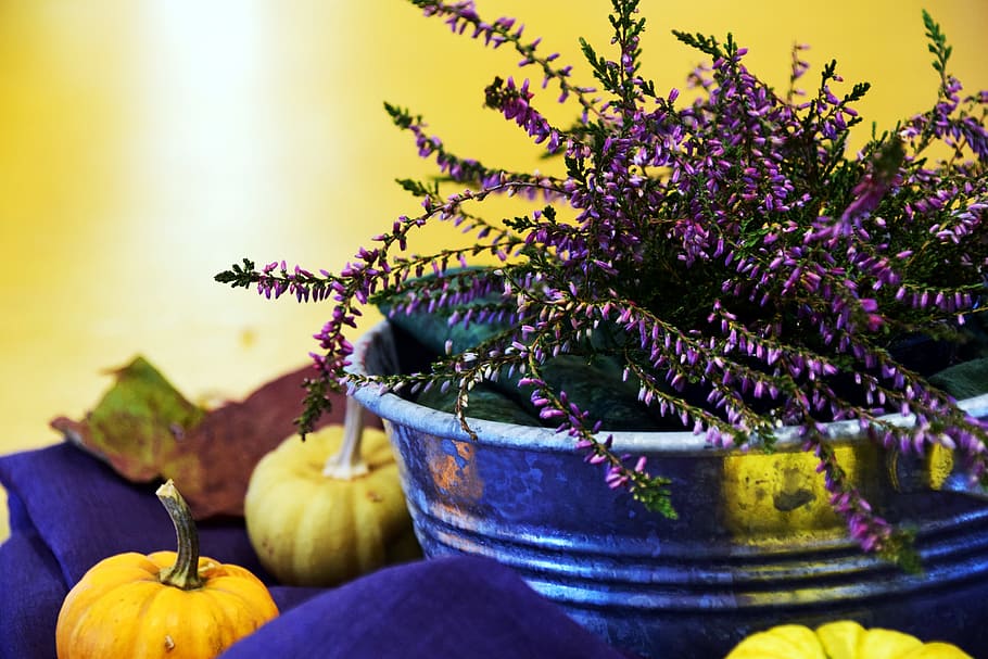 stainless steel bucket, erika, arrangement, autumn, decoration, flowers, autumn decoration, deco, autumn flowers, thanksgiving