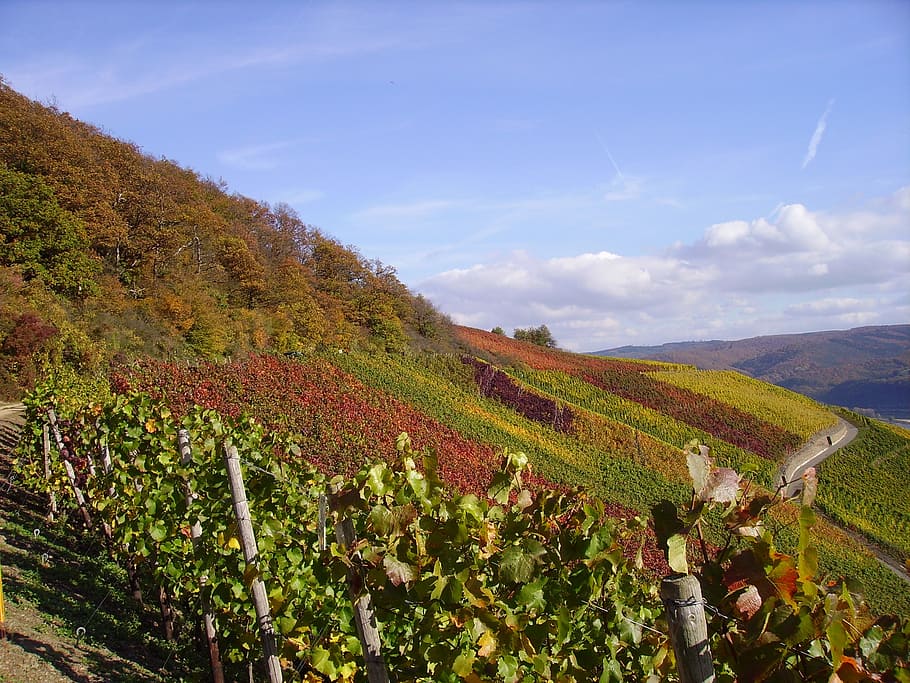 vineyard, vines, fall foliage, faerburg, middle rhine, vine, grape, agriculture, nature, winery
