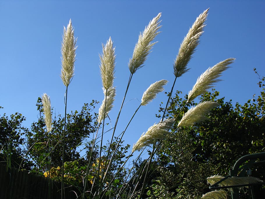 pampas grass, sky, pampas, grass, plant, growth, beauty in nature, low angle view, nature, clear sky