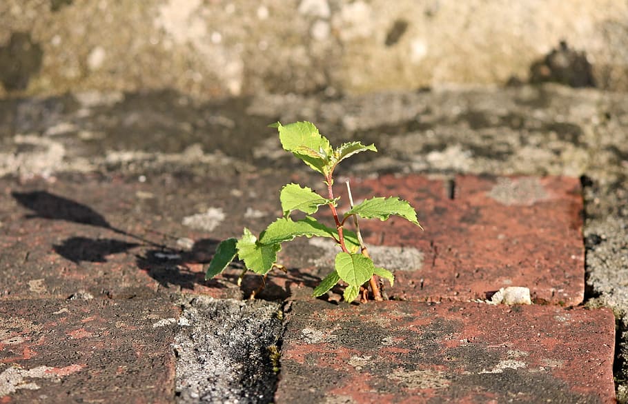 green, mint plant, brick, plant, stone, wall, mortar, drive, grow, win