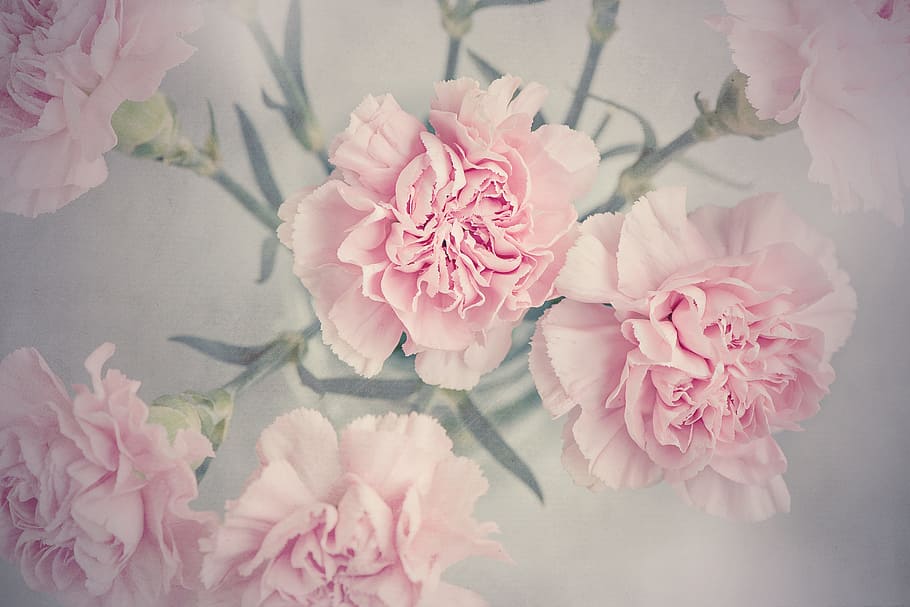 pink, flowers, digital, wallpaper, cloves, carnation pink, cut flowers, from above, close, vintage