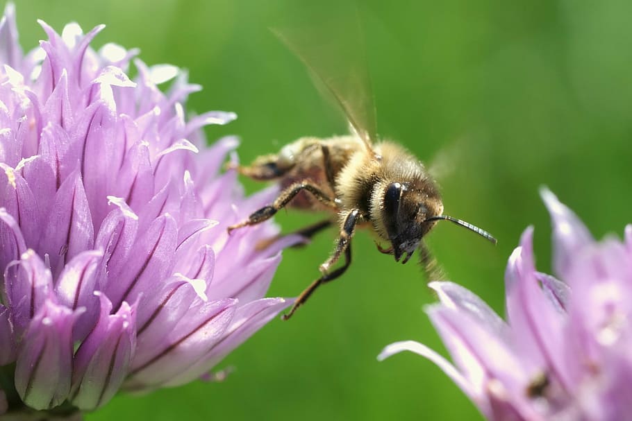 honeybee, flying, insect, bug, flowers, pollination, bee, nature, wildlife, blossom