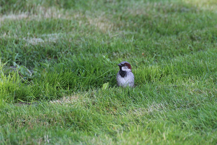 sparrow, sperling, bird, songbird, animal, passer domesticus, house sparrow, sparrow bird, small bird, grass