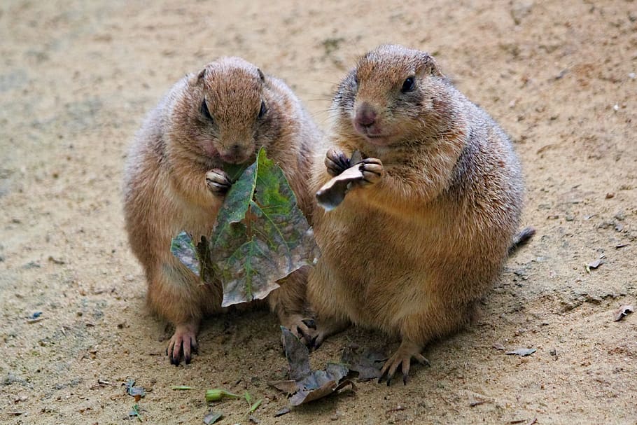 prairie dogs, rodents, a pair of, food, sand, desert, animals, mammals, zoo, group of animals