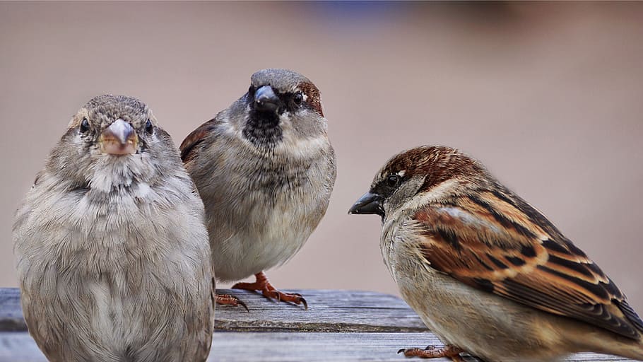 three, brown, small-beaked birds, sparrows, birds, bird, sparrow, nature, animal, sperling