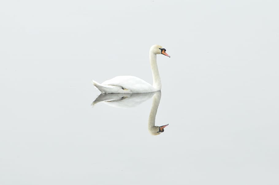 blanco, cisne, cuerpo, agua, pájaro, naturaleza, ave acuática, imagen de espejo, foto de estudio, un animal