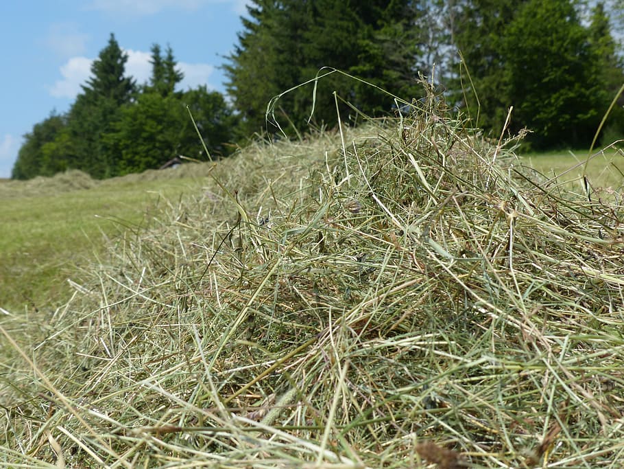 hay, grass, dry, dried, hay gut, steam, grass swaths, meadow, green, nature