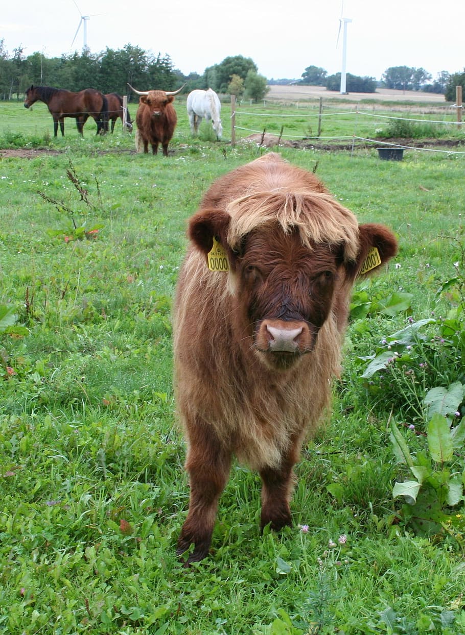 calf, highland cattle, cattle, scottish highland cattle, agriculture, cow, farm, animal, rural Scene, livestock
