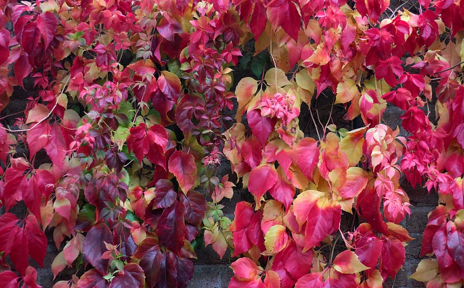 virginia creeper, parthenocissus 'veitchii, colores de otoño, rojo, hojas, octubre, planta floreciendo, belleza en la naturaleza, planta, flor