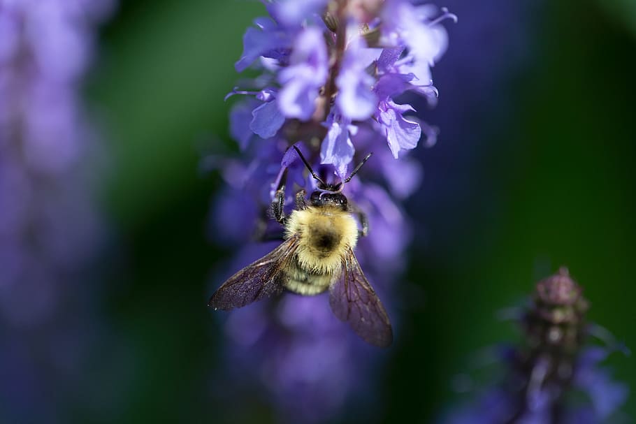 bee, flower, macro, purple, flowers, petals, pollen, spring, nature, pollination