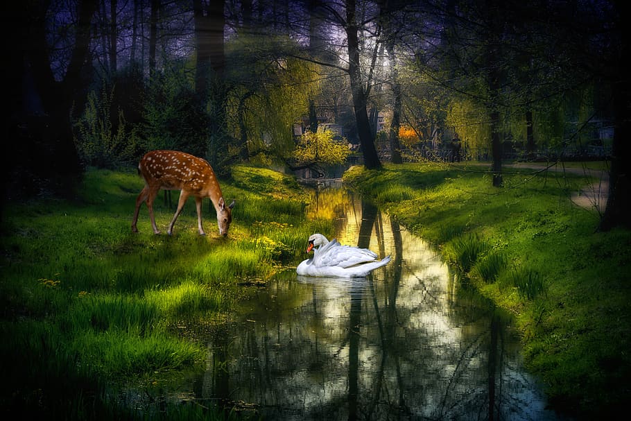 river, bach, nature, fairytale, swan, roe deer, photomontage, landscape, mystical, waters