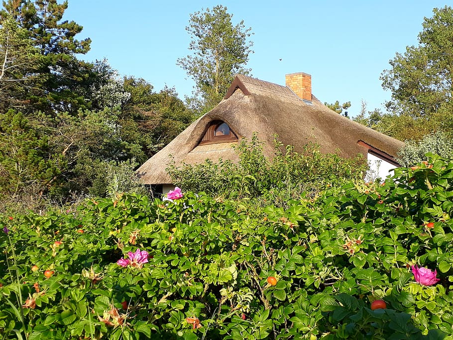 telhado de colmo, casa, telhado, rosas, junco, cerca rosa, natureza, verão, planta, férias