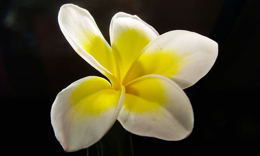 macro photography, white, yellow, plumeria flower, frangipani, plumeria, flower, blossom, bloom, white yellow