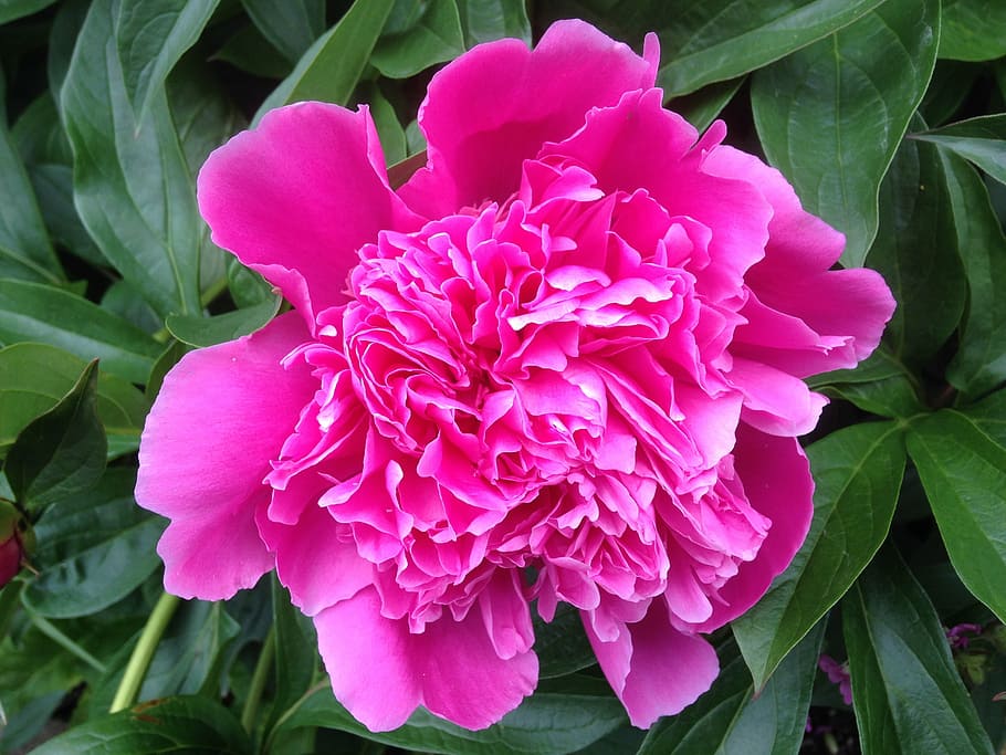 the peony, flower, garden plant, summer, inflorescence, red, plant, petal, flowering plant, beauty in nature