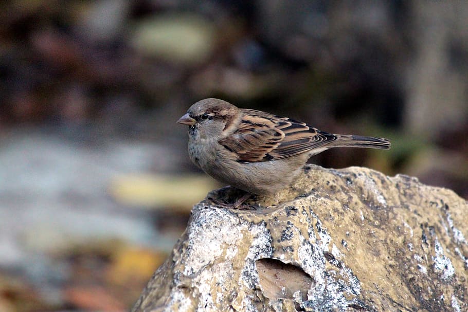 sparrow, passer domesticus, house sparrow, nature, bird, living nature, animals, outdoors, feathered race, fauna