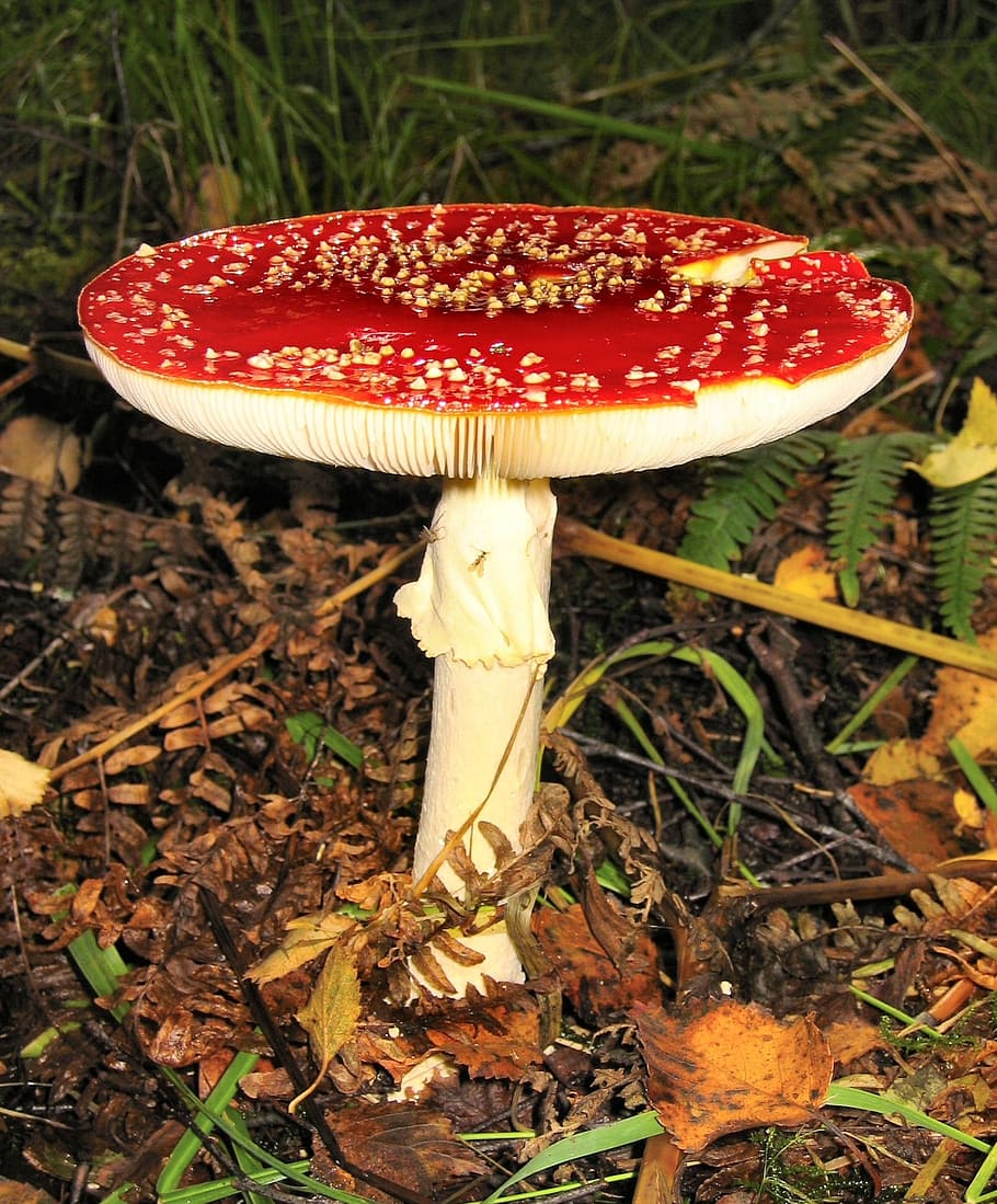 red, white, mushroom, close-up photography, Fly Agaric, Amanita Muscaria, amanita, toxic, fairy tales, forest