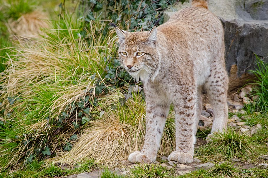 Lynx, brown maine coon, mammal, animal wildlife, one animal, animals in the wild, feline, cat, outdoors, nature