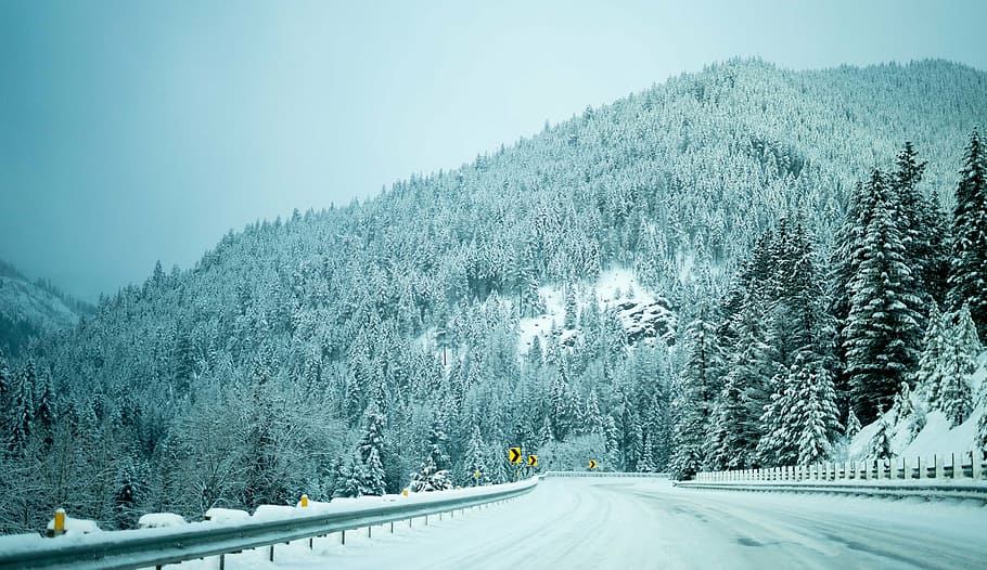 snow-covered pine trees, nature, snow, winter, trees, woods, forest, road, cold temperature, tree