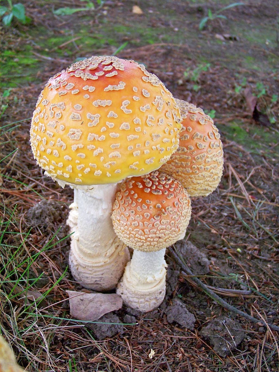 three yellow-and-rd mushrooms, mushroom, fungus, nature, plant, fungi, forest, natural, wild, toadstool
