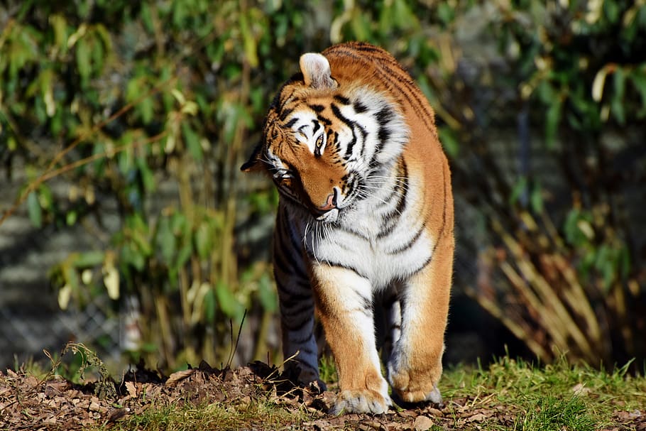 tiger, big cat, predator, wildcat, tiger head, tongue, dangerous, noble, majestic, animal world