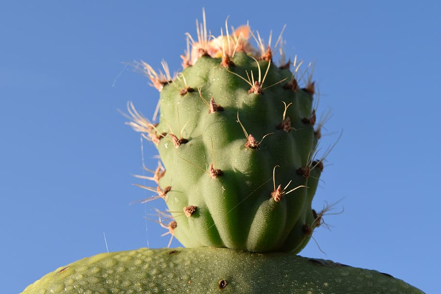 cactus, prickly pear, cactus greenhouse, prickly, plant, mediterranean, blossom, bloom, ficus india, sting