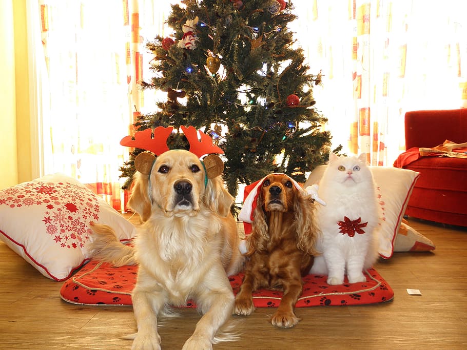 adult, golden, retriever, brown, english cocker, white, cat, pets, christmas, dogs