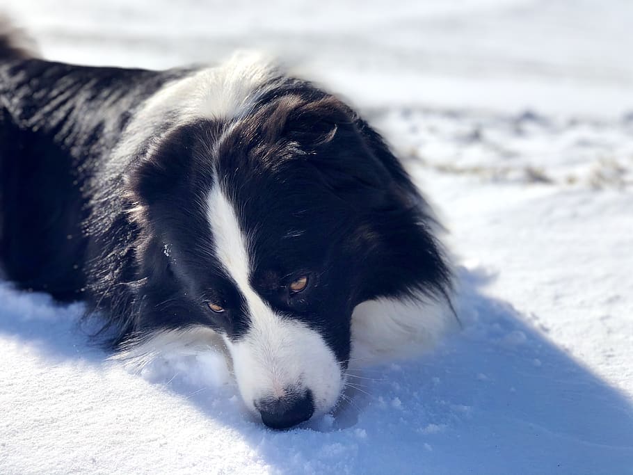 dog, forest, animal, pet, nature, winter, snow, nice weather, cold, domestic