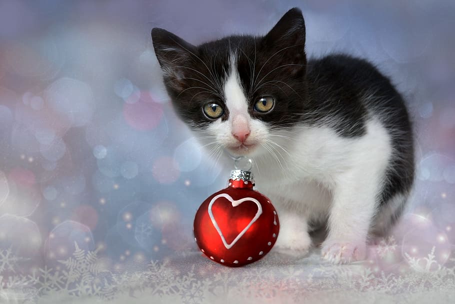 short-fur, black, white, kitten, Tuxedo, red, bauble, grey, heart, cat