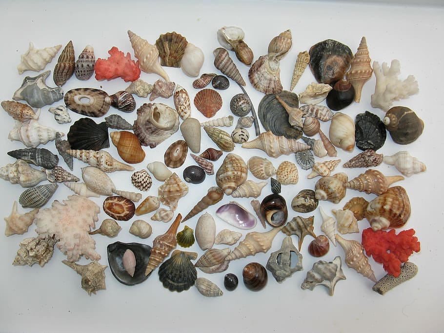 assorted-color sea shells, white, wood plank, mussels, marine gastropods, meeresbewohner, sea animals, housing, macro, mother of pearl