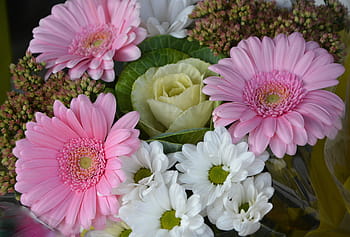 Página 6 | Fotos pétalos de flores rosas y blancas libres de regalías |  Pxfuel