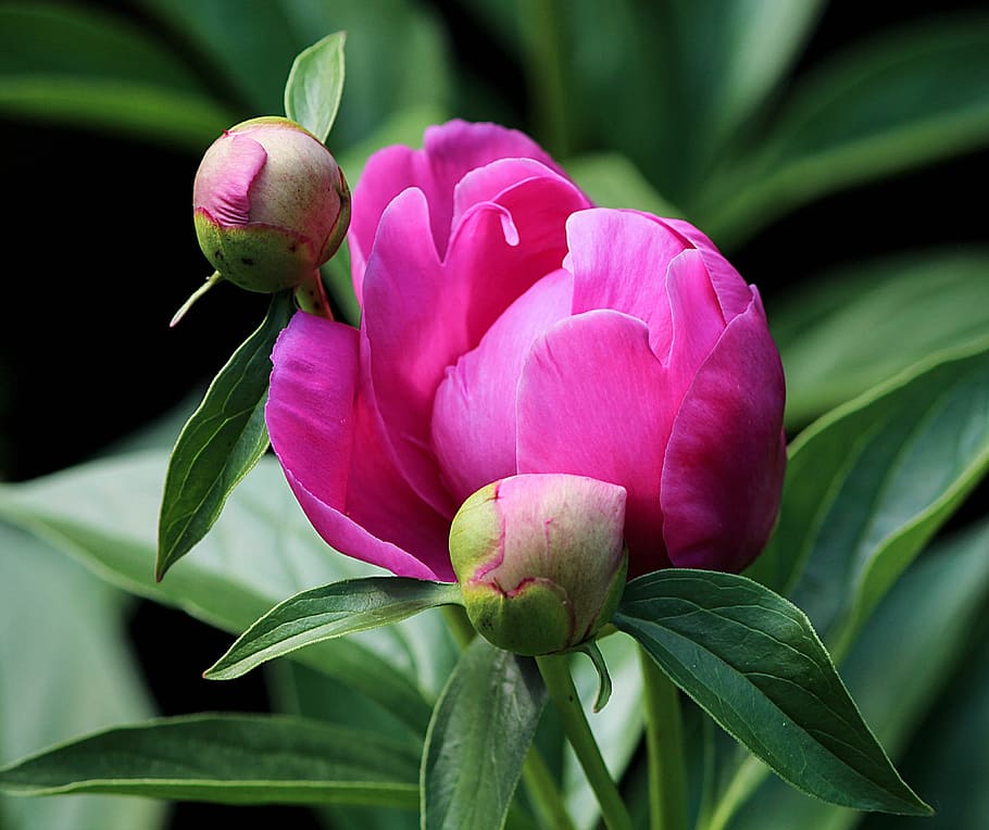 два, розовые, цветы, фотография со сдвигом объектива, бутон пиона, бутон цветка, фуксия, пион, paeoniaceae, многолетнее растение