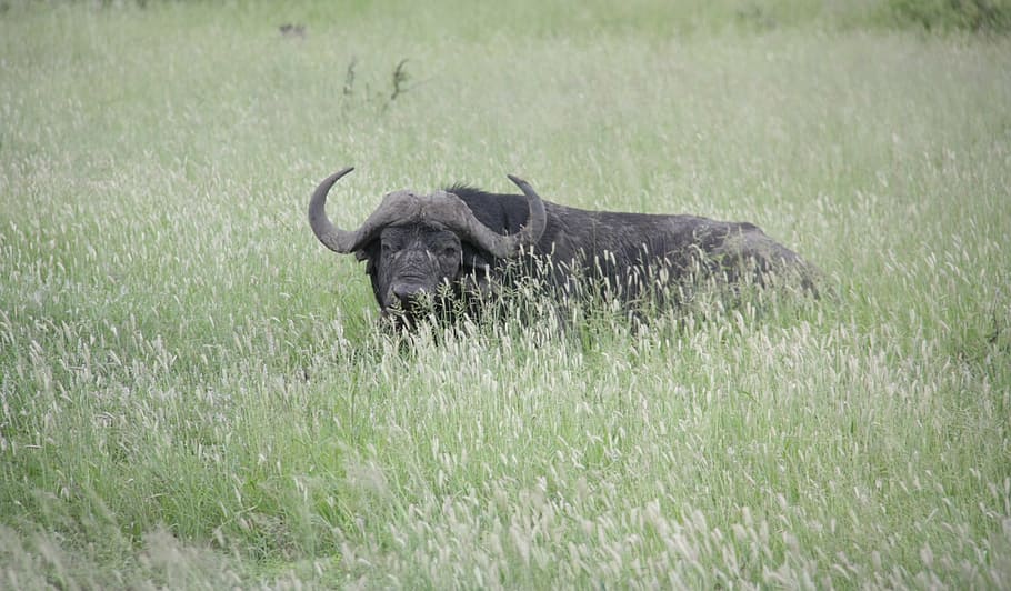 touro, áfrica, selvagem, natureza, verde, animal, animais selvagens, safari, safari Animais, animais em estado selvagem