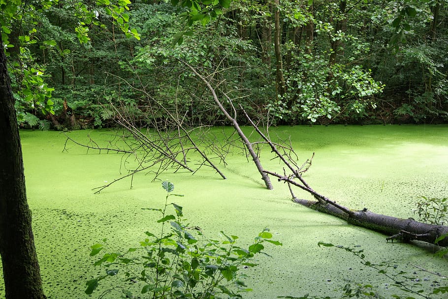 沼, 水, 木, waterloopbos, ウキクサ, 湿地, 自然, 緑の色, 静けさ, 湖