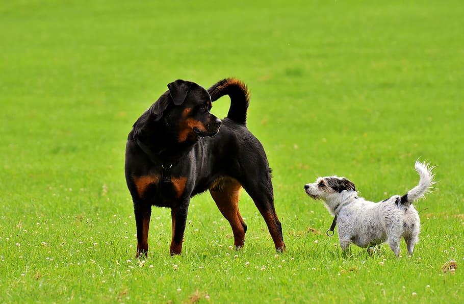 adulto mogno rottweiler, em pé, ao lado, branco, de pelagem curta, preto, cachorro, verde, grama, dia