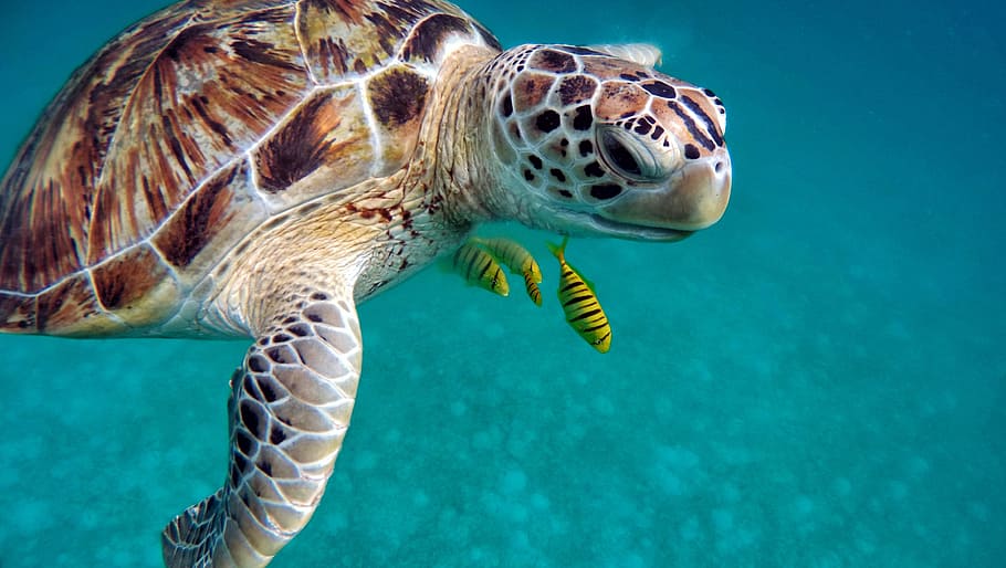 turtle, swimming, oceans, three, yellow, fishes, water, sea, diving, underwater