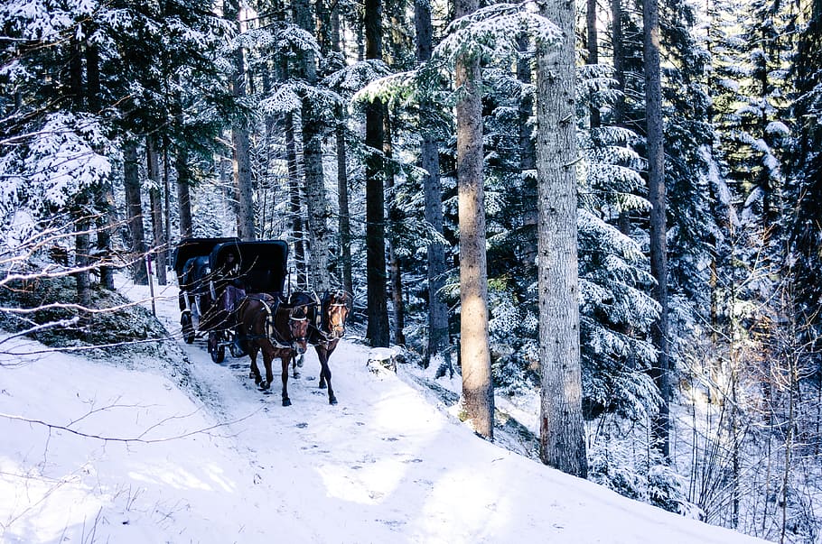 kuda, kereta, salju, tertutup, lapangan, hutan, musim dingin, serpihan, pohon, es