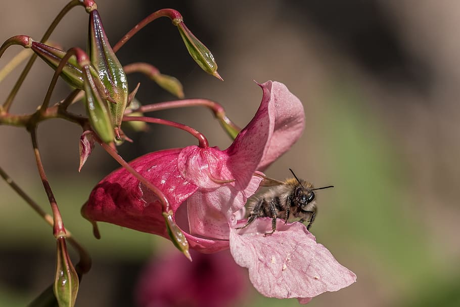 balsam, bee, nectar, collect, blossom, bloom, macro, insect, nature, pollination