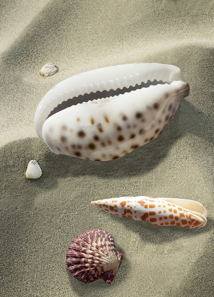 shell, sea snail, kauri, sea, beach, shellfish, sand, mussel shells, coast, vacations
