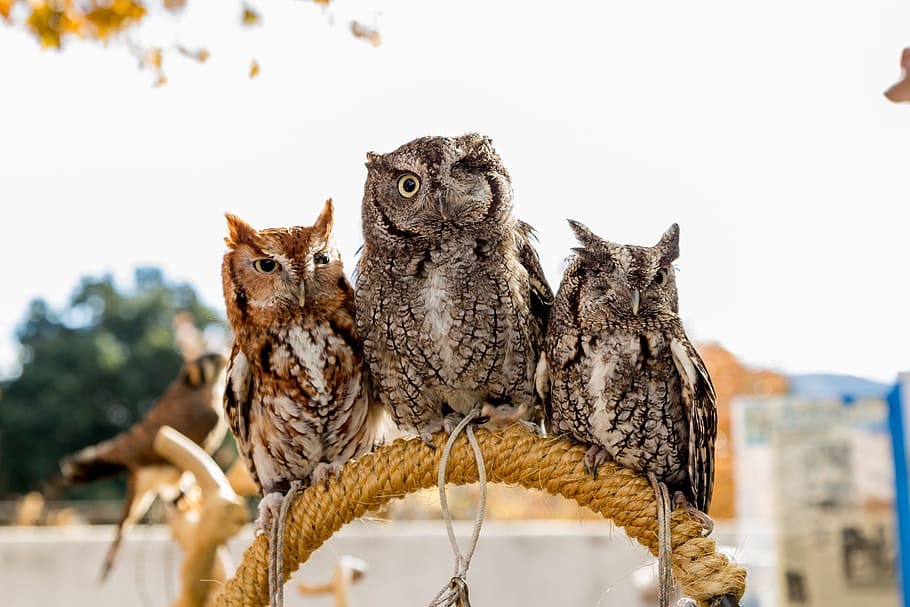 three, owls perch, rope, daytime, owls, perch, screech owls, wildlife, birds, nature