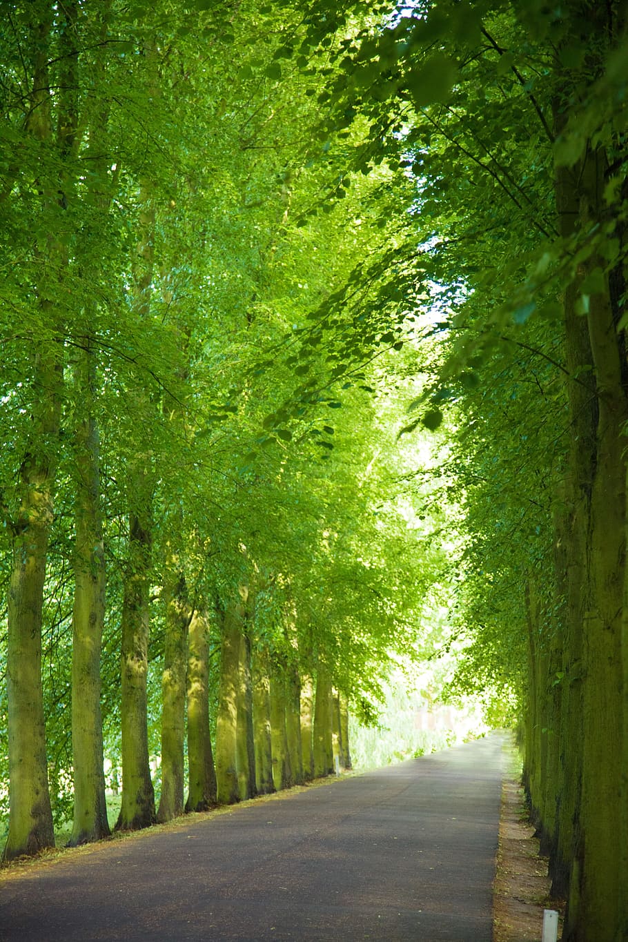 asphalt road, surrounded, green, trees, daytime, road, alley, avenue, canopy, landscape