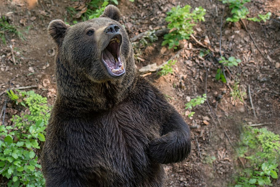 grizzly bear, bear, brown bear, teddy bear, hairy, predator, beast, animal, medvebunda, forest