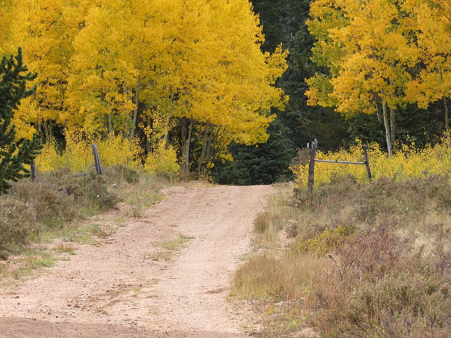 Желтая дорога слушать. Упадок желтый. Donner Yellow Fall. Yellow Road.