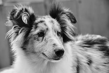 dog-bitch-shetland-sheepdog-shetland-she