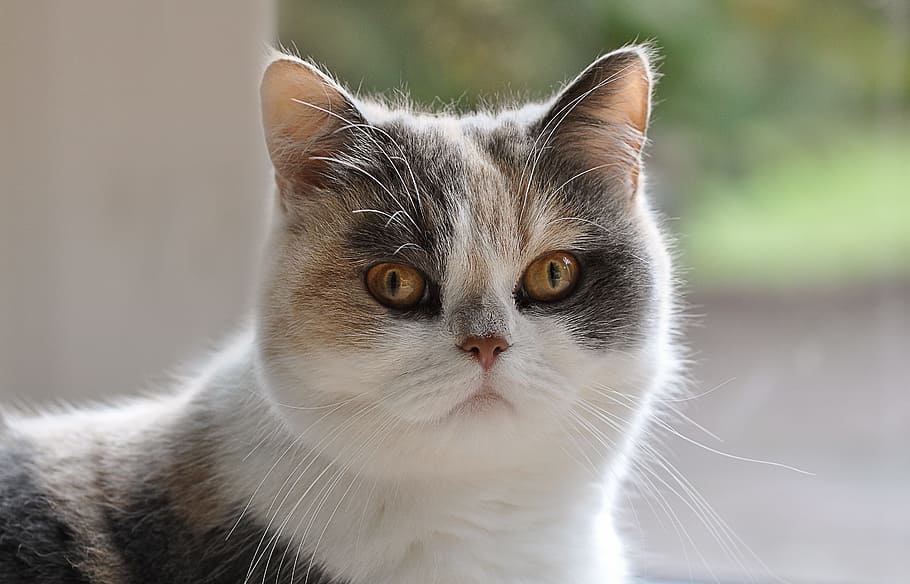 white, orange, cat, persians, persian mongrel, domestic cat, pet, mieze, german longhaired pointer, cat face