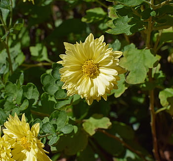 Royalty Free Fall Yellow Mums Photos Free Download Pxfuel