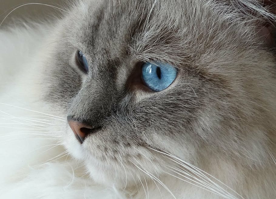 primer plano, ojos azules, blanco, gris, gato, acceso remoto, muñeca de trapo, azul, ojos, cara
