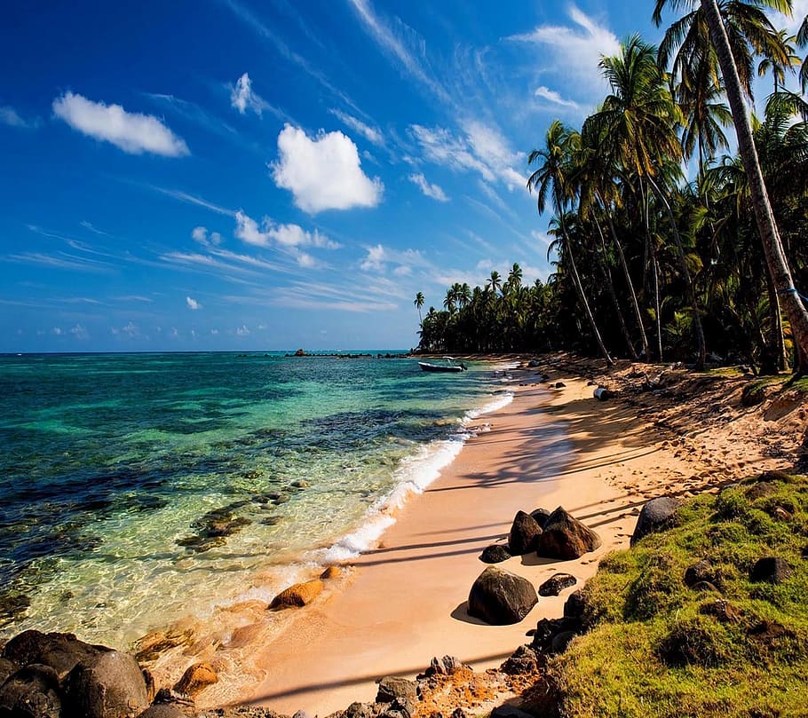 Выбрать пляж. Ebony Beach and Sea. Tree covered Beach.