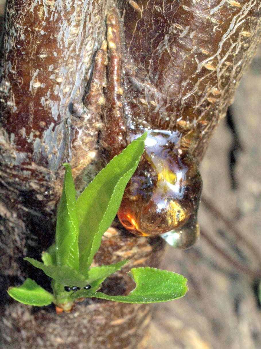 natural, planta, madera, jardín, estacional, primavera, hojas jóvenes, corteza, resina, jani