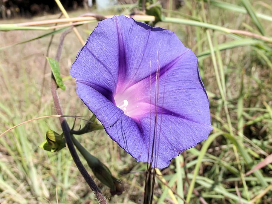 ipomoea purpurea, purple, common morning glory, ipomoea, mexico, central america, heart-shaped leaves, flowers, trumpet-shaped, blue