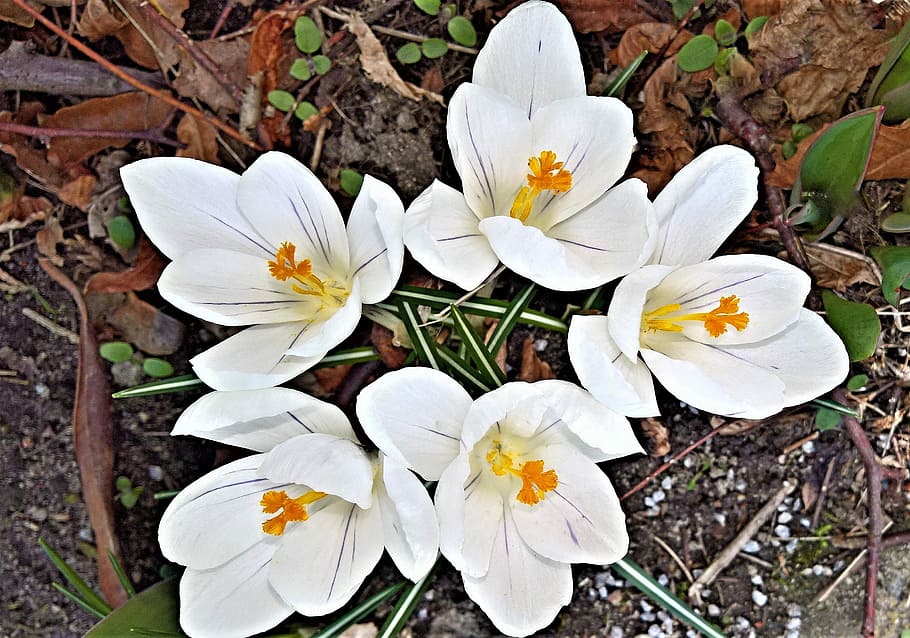 white, flowers, ground illustratoin, crocus, early bloomer, white flowers, yellow pollen tubes, spring awakening, bright, blossomed